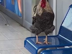 Klimalı otobüs durağına girip öten horoz şaşırttı