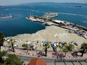 Deniz salyası ağları duman etti