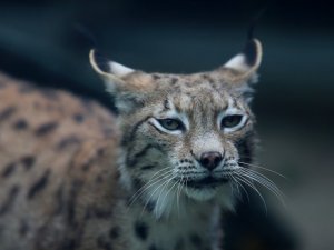 Yeni normalleşmeyle birlikte Bursa Hayvanat Bahçesi kapılarını açtı