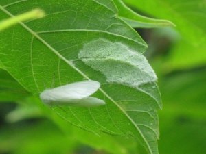 628 farklı bitki türüne zarar veriyor