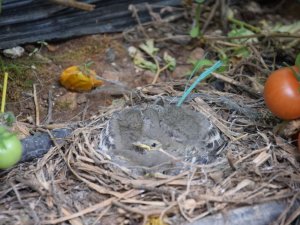 Seralar, kuluçkaya yatan kuşlara da yuva oldu
