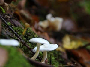 Mantar zehirlenmelerine dikkat