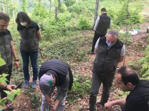 Düzce’de kestane fidanlarına aşılama yapıldı