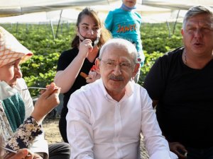 CHP Genel Başkanı Kılıçdaroğlu Aydın’da çilek hasadına katıldı