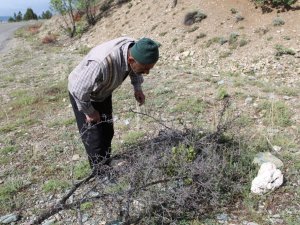 Kendini doğaya adayarak iki yılda 200 yabani meyveyi aşıladı