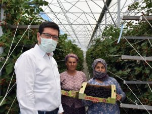 Bodrum’dan dünyaya ahududu ve böğürtlen ihracatı
