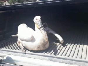 Yaralı pelikan tedavi altına alındı