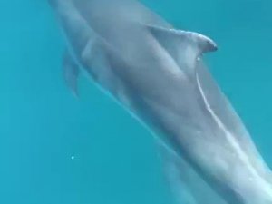 Yunusların tekne ile dansı kamerada