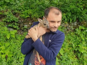 Minik yavruyu köpeklerin elinden kurtardı