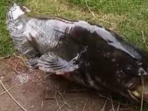 İzmir’de 55 kiloluk dev yayın balığı yakalandı