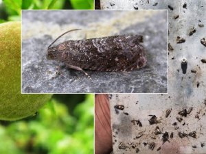 Doğu Meyve Güvesi zararlısına dikkat