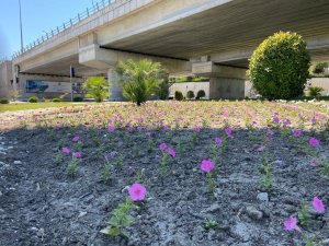 Büyükşehirin ürettiği çiçekler Manisa’yı süslüyor