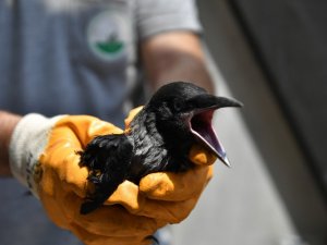 Bursa’da yavru karga su oluğundan böyle kurtarıldı