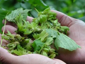 Dolu zararı fındıkta rekolteyi etkileyebilir