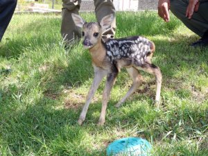 Yozgat’ta yeni doğan yavru karaca bulundu