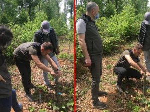 Kestane fidanlarına aşılama devam ediyor