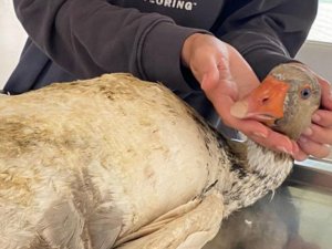 Tarımsal ilaçlamaların ardından hayvan zehirlenmelerine dikkat