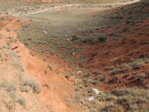 Yozgat’ta kurtların saldırısı sonucu 60 kurbanlık koyun telef oldu