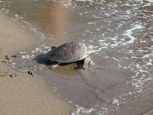 Ağzına olta iğnesi takılan caretta caretta tedavisinin ardından denize bırakıldı