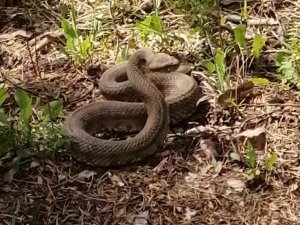 Engerek yılanlarının dansı