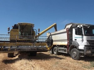 Germencik Belediyesi arazine ektiği buğdayı hasat etti