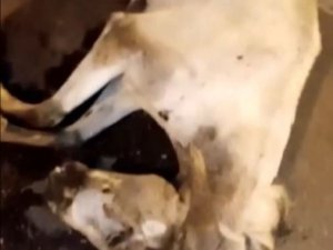 Antalya’da otomobilin çarptığı at telef oldu