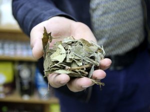 Atom bombasına direnen tek bitki, birçok derde deva oluyor