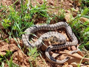 Tunceli’de yarı zehirli Kocabaş yılanı görüntülendi