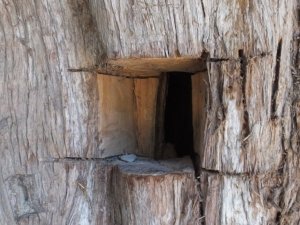 Balıkesir’de anıt ağaçlara defineci zararı