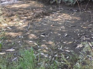 Ceyhan Nehri’nde oksijensiz kalan balıklar telef oldu