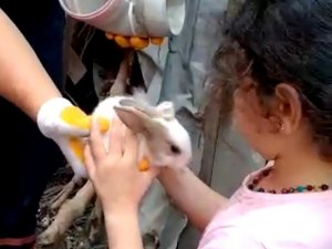 Gider borusunda mahsur kalan tavşanları itfaiye kurtardı