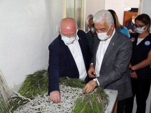 Muğla’da İpekböcekçiliği gelişiyor