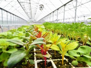 Türkiye’nin ‘atık ısı’ ile ısıtılan ilk çiçek serası