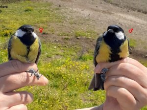 Kuş halkalama çalışması yapıldı