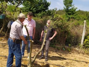 Osmaneli’nde Sarı Ulak zeytin çeşidinin deneme aşısı yapıldı