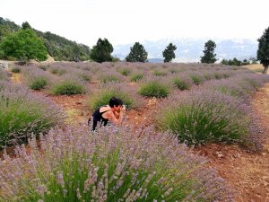 Çameli’nin lavanta bahçesi yaza hazırlanıyor
