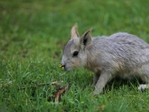 Bursa Hayvanat Bahçesi’nde dünyaya "merhaba" dediler