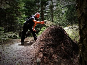Uludağ’da dev karınca yuvaları görenleri hayretler içinde bırakıyor