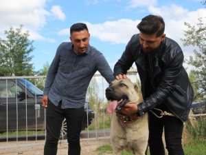 Kuyuya düşen ineği fark eden Kangal köpeği saatlerce başından ayrılmadı