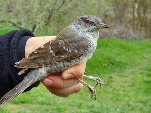 Eymir Kuş Halkalama İstasyonunun ilkbahar çalışmaları tamamlandı