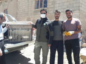 Yavru tilki emin ellerde