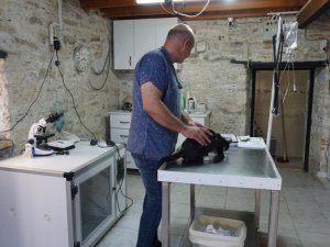 Foça, terk edilen cins hayvanlarla doldu