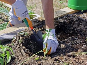 Geleceğin şefleri, Dünya Çevre Günü’nde ‘Terasta Tarım’ alanında fidelerini ekti