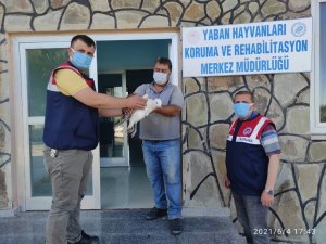 Jandarmanın yaralı bulduğu kuşlar tedavi altına alındı