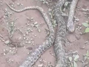 Bursa’da tarlasında dev yılanı gören çifti şaşkınlığını gizleyemedi