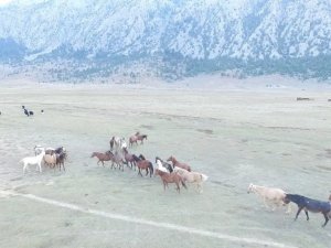 Antalya’da özgürlüğün sembolü Yılkı atları