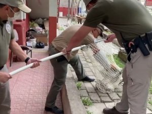 Bahçede yaralı halde bulunan doğan, korumaya alındı