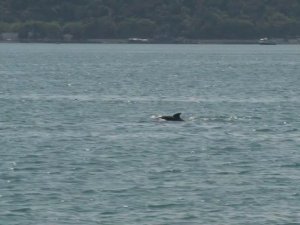 İstanbul Boğazı’nda yunus balıklarından görsel şölen