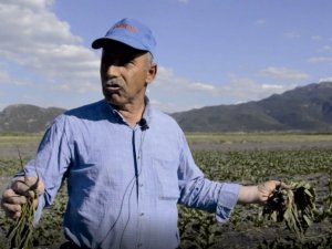 Ekili alanlara dadanan domuzlar çiftçileri canından bezdirdi