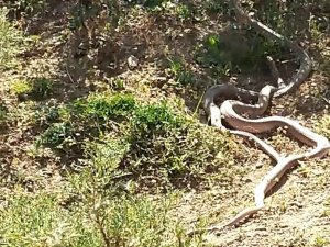 Yüksekova’da 3 metrelik yılanların dansı